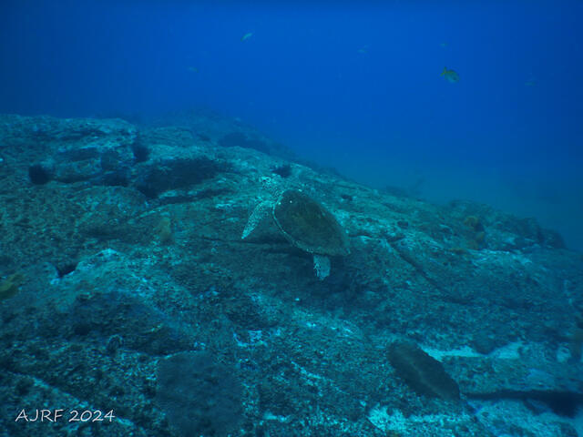 South West Rocks Dive - Dive Center in Australia