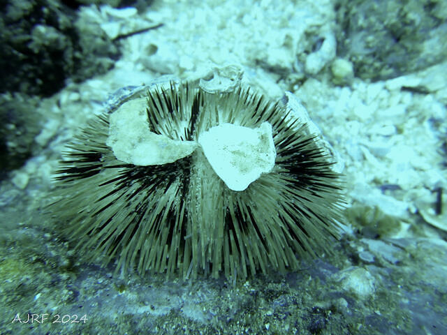South West Rocks Dive - Dive Center in Australia