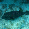 Picture taken during the dive