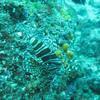 Picture taken during the dive