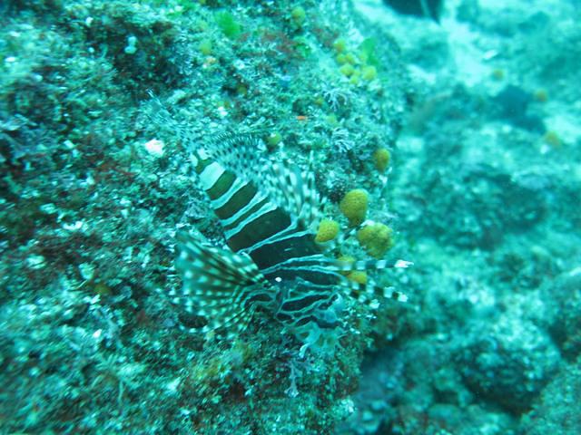 Byron Bay Dive Centre - Dive Center in Australia