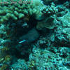 Picture taken during the dive
