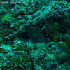 Picture taken during the dive