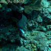 Picture taken during the dive