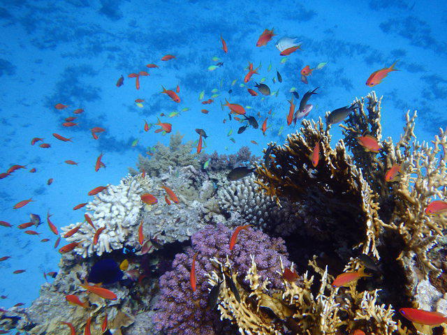 Dive Point - Dive Center