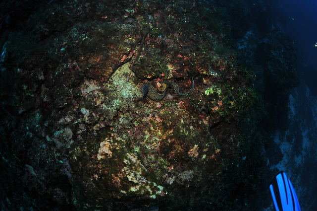 Arenal C.D.B. SL - Dive Center in Spain