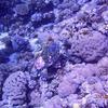 Picture taken during the dive