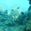 Picture taken during the dive