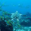 Picture taken during the dive