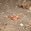 Picture taken during the dive