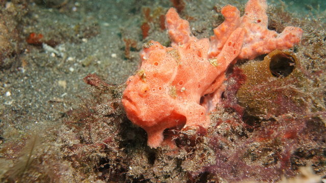 Diving in Indonesia, Lembeh Strait - By Stapler Li