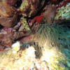 Picture taken during the dive