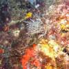 Picture taken during the dive