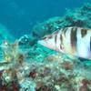 Picture taken during the dive