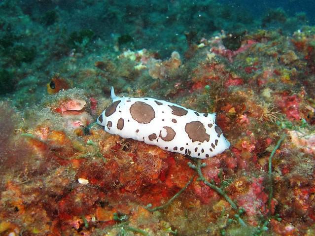Buceo Cabo La Nao - Dive Center in Spain