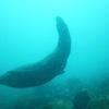 Picture taken during the dive