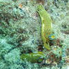 Picture taken during the dive