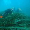 Picture taken during the dive