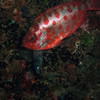 Picture taken during the dive