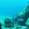 Picture taken during the dive
