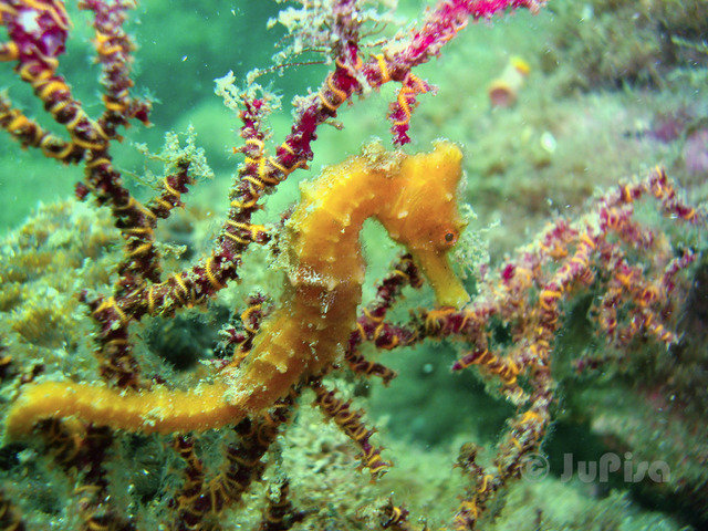 Aqualander Mergulho - Dive Center in Brazil
