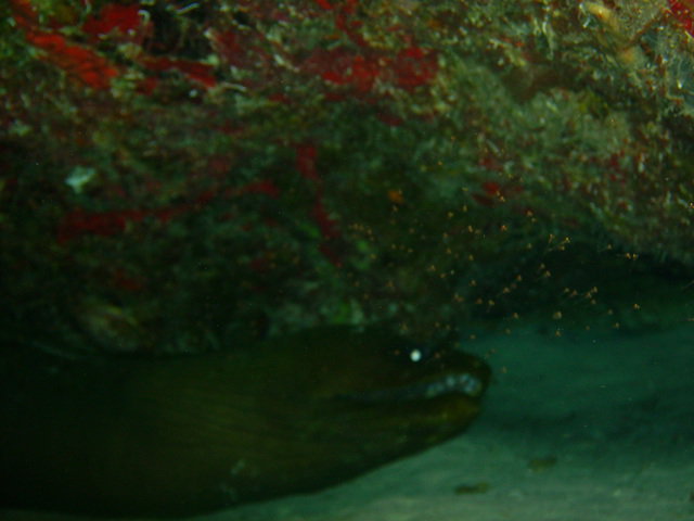 Alberto - Dive Center in Mexico