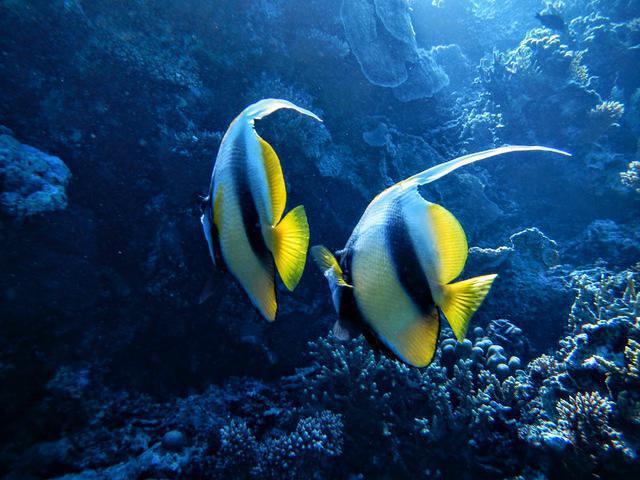 Deep Dreams - Dive Center in Egypt