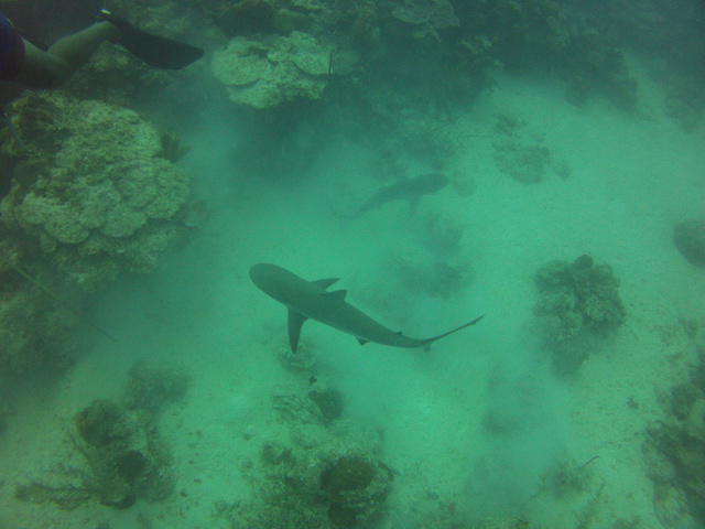 Felipe Diving - Dive Center in Colombia