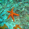 Picture taken during the dive