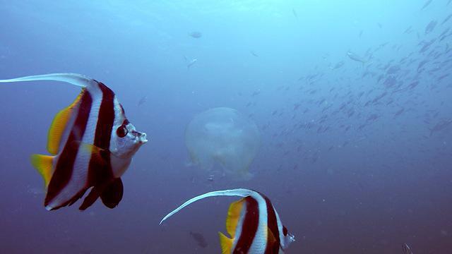 Submariner Diving Center - Dive Center in Philippines