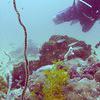 Picture taken during the dive