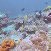 Picture taken during the dive