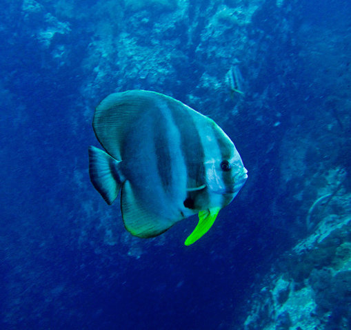 Asia Divers-EBO - Dive Center in Thailand