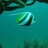 Picture taken during the dive