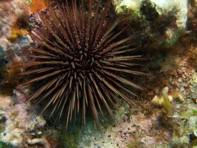 H2O Divers - Dive Center in Malta