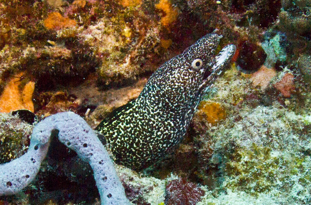 Reef Quest Divers - Dive Center in Mexico