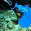 Picture taken during the dive