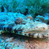 Picture taken during the dive