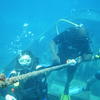 Picture taken during the dive