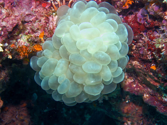 Blue Planet Divers - Dive Center in Thailand