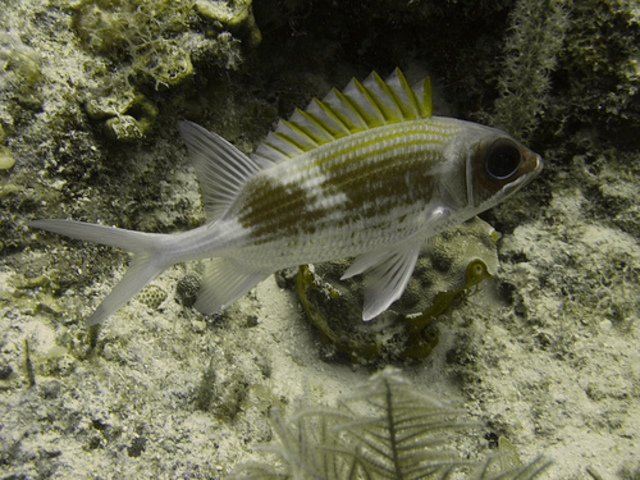 Key Dives - Dive Center in United States
