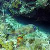 Picture taken during the dive