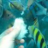 Picture taken during the dive