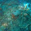 Picture taken during the dive