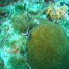 Picture taken during the dive