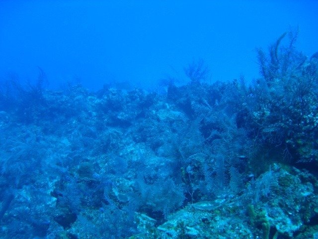 Couples Sans Souci - Dive Center in Jamaïque