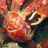 Picture taken during the dive