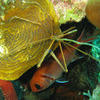 Picture taken during the dive