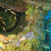 Picture taken during the dive