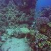 Picture taken during the dive